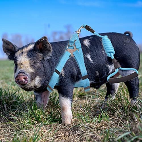 מטורף מיני חזיר לרתום, 2 חתיכות מתכוונן קטן חזיר לרתום עם רצועה סט לחיות מחמד חזיר לרתום אספקת לרתום