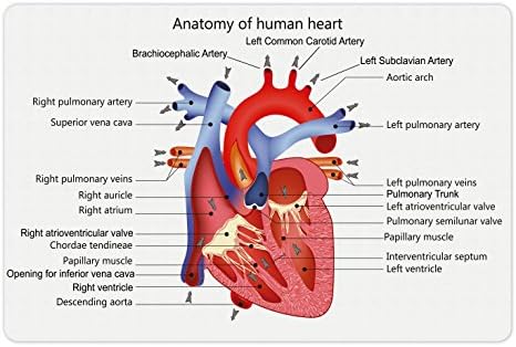 מחצלת חיות מחמד למדע אמבסון למזון ומים, מבנה הלב אנטומיה של גוף האדם ורידי איבר קרדיולוגיה, מחצלת גומי